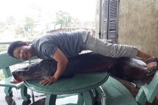 Sự thật tin bắt được cá "khổng lồ" nặng 110kg ở sông Nhuệ, Hà Nội