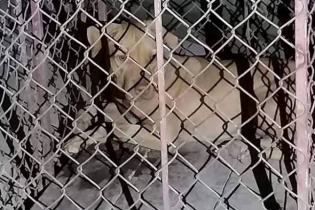 Nữ lao công nguy kịch vì bị chó của sinh viên nuôi trong ký túc xá cắn