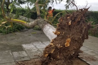 Bão Mun gây mưa lớn, nhiều cây xanh ở Hải Phòng bật gốc