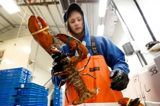 Tôm hùm Mỹ lao đao trong chiến tranh thương mại với Trung Quốc