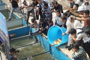 Sáng nay thả cá Koi Nhật Bản xuống sông Tô Lịch và Hồ Tây 