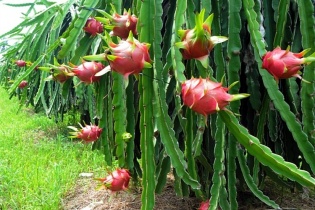 Giáp Tết, thanh long tăng giá cao