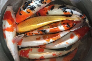 Có sai lầm khi cúng ông Công ông Táo bằng cá Koi của Nhật Bản? 