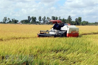 Nước mặn bủa vây ĐBSCL: Linh hoạt các phương án sản xuất