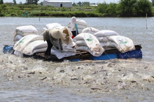 Tin vui cho doanh nghiệp xuất khẩu cá tra, basa thời hậu COVID-19