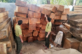 Bắt khẩn cấp 7 đối tượng liên quan đến vụ phá rừng tại huyện Kbang