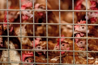 Trung Quốc: Phát hiện một bệnh nhân nhiễm virus H5N6 tại tỉnh Hồ Nam