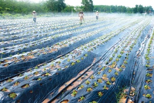 Phát triển nông nghiệp công nghệ cao: Hướng đi đầy triển vọng tại Quảng Bình