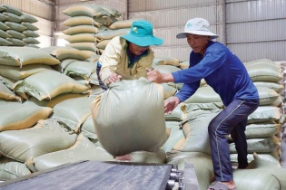 Gạo Việt chốt đơn hàng xuất khẩu sớm   