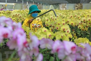 Thủ phủ hoa Lâm Đồng chuẩn bị cho đợt cao điểm vụ Tết Nguyên đán 2021