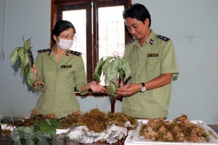 Phát hiện các loại củ "đội lốt" thương hiệu sâm Ngọc Linh Kon Tum