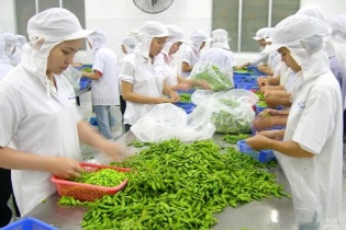 Vốn đổ vào nhà máy chế biến rau quả