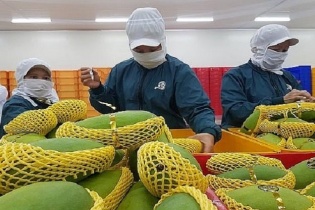 Xuất khẩu xoài ngắm mốc 650 triệu USD
