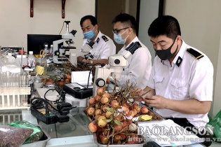 Lạng Sơn chủ động hỗ trợ xuất khẩu vải thiều quả tươi
