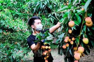 Hải Dương: Hướng đi đúng cho quả vải