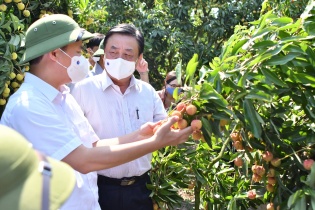 Bắc Giang kiến nghị tạo thuận lợi cho vận chuyển vải thiều
