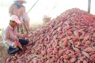 Trung Quốc đồng ý xem xét mở cửa cho sản phẩm khoai lang Việt Nam