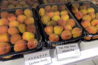 Vải thiều Bắc Giang được quảng bá tại Chương trình “Tuần hàng Việt Nam tại AEON” Nhật Bản