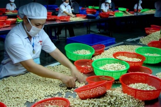 Nhập khẩu điều thô tăng bất thường