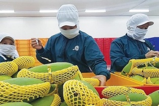 Xuất khẩu nông sản sang EU: Tăng tuân thủ quy định để tăng cơ hội