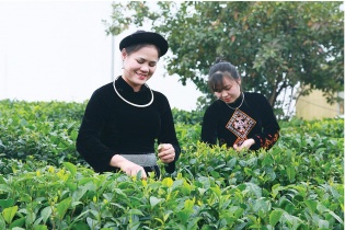 Doanh nhân Hoàng Thị Tân, Giám đốc Hợp tác xã Tâm Trà Thái: Lan tỏa hương thơm “đệ nhất danh trà”