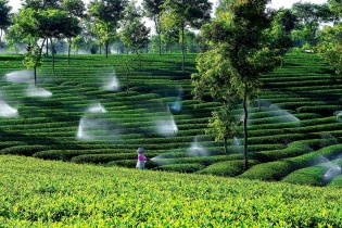 Tái cơ cấu ngành nông nghiệp bằng thế “chân kiềng”