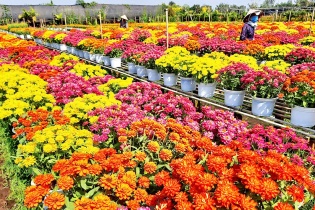 Tạo động lực mới cho thủ phủ hoa Sa Đéc tăng trưởng