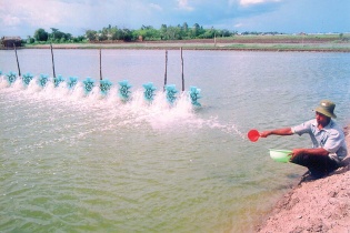 Kinh tế Cà Mau nhiều khởi sắc