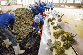 Thách thức nâng chất lượng, kéo giảm chi phí nông sản xuất khẩu