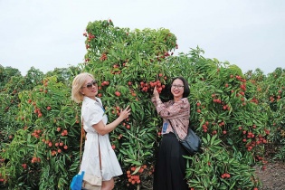 Du lịch Bắc Giang “nóng” cùng mùa vải chin