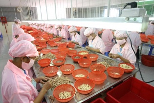 Vụ lừa đảo lớn nhất trong lịch sử ngành điều Việt Nam: Gian nan hành trình lấy lại tiền cọc từ các hãng tàu