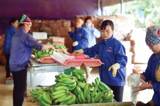 Xuất khẩu thanh long, chuối, sầu riêng hướng mốc 2 tỷ USD