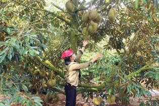 Công ty cổ phần Phát triển công nghệ sinh học: Khoản nợ “dây chuyền” ngày càng phình to