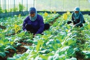 Phát triển du lịch nông thôn gắn với nông thôn mới