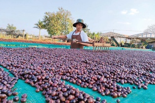 Doanh nhân Võ Đình Danh: Giấc mơ vùng nguyên liệu cà phê chất lượng cao