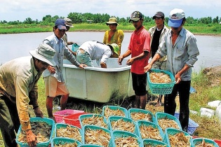 Đưa thương hiệu Tôm Cà Mau vươn xa