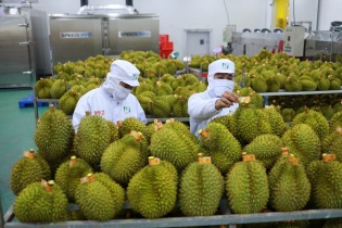 Doanh nghiệp nông sản rộng đường sang Trung Quốc