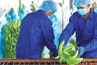 Siết chất lượng nông sản xuất khẩu