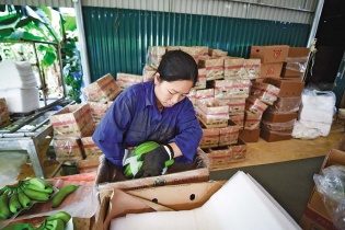 Chỉ dấu tích cực cho xuất khẩu nông sản