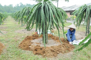 Xuất khẩu hàng hóa báo hiệu một năm bội thu