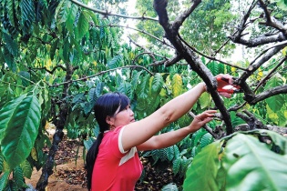 Cà phê Việt ứng xử với nguy cơ đứt gãy chuỗi cung ứng