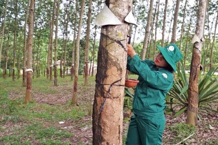 Liên kết, hợp tác trồng và khai thác cao su tại Kon Tum: “Cơm không lành, canh không ngọt”