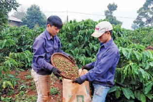 Thế khó bủa vây ông lớn ngành cà phê