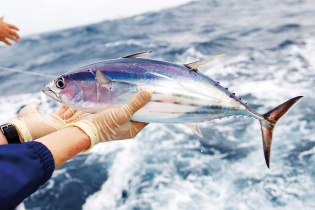 Không cho phép đánh bắt cá ngừ vằn có chiều dài dưới 500 mm: “Lấy đá ghè chân mình”