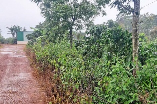 Hơn 11 ha đất bị lấn chiếm tại huyện Bảo Lâm (Lâm Đồng): Lập được hồ sơ xử lý thì… hết thời hiệu