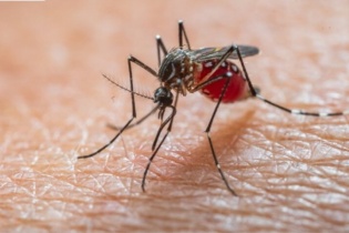 Nguy cơ dịch bệnh Chikungunya xâm nhập: Cảnh giác, nhưng không hoang mang   