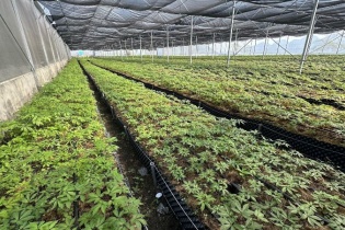 “Báu vật” giữa đại ngàn - chìa khóa thoát nghèo của người Lai Châu