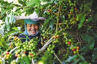 Hợp tác công - tư đưa đồng bào dân tộc tại Sơn La thoát nghèo