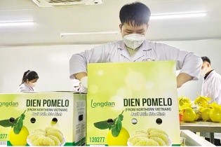 Dây chuyền bảo quản bưởi Diễn “xuất châu Âu”