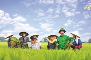 Tập đoàn ThaiBinh Seed: Từ hạt giống đổi mới đến doanh nhân Anh hùng, doanh nghiệp anh hùng